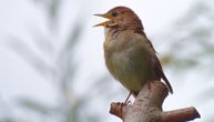 Klimatske promene udaraju po krilima ptica: Slavuji su se zbog globalnog zagrevanja fizički izmenili