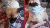 Pas izdominirao: Evo kako se stavlja maska za samo par sekundi