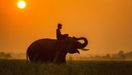 Tajland se suočava sa najvećom krizom: Zbog smanjenih prihoda od turizma, slonovi danima gladuju