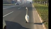 Unusual scene in Novi Sad: A swan walks past vehicles, comes out to stretch her legs