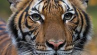 Posle tigrice još 7 divljih životinja zaraženo koronom u zoo-vrtu: Oboleli tigrovi i lavovi