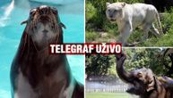 Telegraf u zoo-vrtu: Lepe vesti u doba korone, bele rode svile gnezdo, očekuju se i prinove