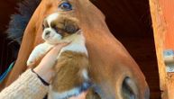 Neobična ljubav u Šimanovcima u doba korone: Konj uživa u poljupcima jedne kuce