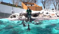 In the time of coronavirus, at least someone enjoys: Watch these penguins lunch in the Belgrade sun