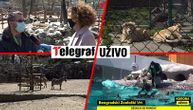 Telegraf u zoo-vrtu: Lepe vesti u doba korone, bele rode svile gnezdo, očekuju se i prinove