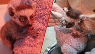 Zašto ovo rade životinjama? Maleni lemur ima svega 108 grama i ime koje u ljudima budi užaš