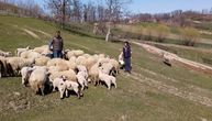 Časlav je našao način da uveća svoje stado: Uzgaja samo sjeničke ovce, koje ovih dana pasu na Jelici
