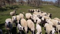 Deka (76) iz sela kod Ćuprije otišao do kolibe da nahrani ovce, pa dobio kaznu od 100.000 dinara?
