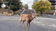 Dok su ljudi izolovani po kućama, gradove polako osvajuju životinje