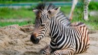 Zebra uhvaćena tri sata nakon bekstva iz zoološkog vrta: Okončana potera u Seulu