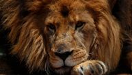 Lav napao radnicu u zoološkom vrtu u Nemačkoj dok je čistila kavez