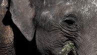 Građani se digli za spas Titove slonice: Još je čuvaju na Brionima, kažu da živi u teškim uslovima