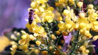Priča pčelara: Kako je počelo, med ove godine neće biti nimalo sladak