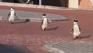 Kao u poznatom crtaću: Grupa pingvina prošetala pustim ulicama grada