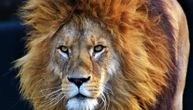 Tragedija u Tanzaniji: Lav ubio decu u nacionalnom parku