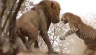 Krvoločan napad kralja džungle: Pred kandžama moćnog lava uspavani leopard nije imao šanse