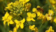 U Hrvatskoj ponovo veliki pomor pčela, ratari ih često ubijaju insekticidima