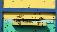Otrovano 600 košnica kod Srpskog Itebeja, šteta skoro 60.000 evra: "Pčele polako umiru danima"