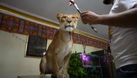 Trenira lavove u dnevnoj sobi pošto je cirkus zatvoren zbog koronavirusa: Lavica se ponaša kao mačka