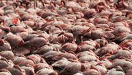 Flamingosi obojili grad u roze: Desetine hiljada ptica uživa u miru i tišini bez ljudi