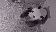 Džinovska panda rodila mladunče u zoo-vrtu u Holandiji: Iz Kine stigla kao pozajmica sa ciljem