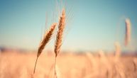 Kukuruz i pšenica se slabo kotirali, cena soje beleži rast