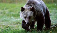 Grizli ubio lovca na Aljasci: Muškarac bio u lovu sa prijateljem