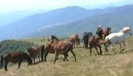 Dobre vesti: Žedne životinje na Suvoj planini više neće skapavati, obezbeđena je voda krave i konje
