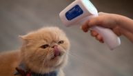 Rusija se ne zaustavlja: Razvija vakcinu protiv korona virusa za mačke i lasice