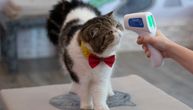 Tri mačke i pas pozitivni na virus u Holandiji, zarazili ih vlasnici?