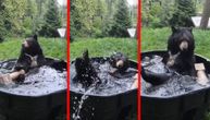 Jutarnje umivanje teško preko jedne tone: Kupanjac medvedice koji će i vas rashladiti