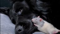 Neobična ljubav kuce i pacova: Glodar mu spava na njušci, pas ne reaguje