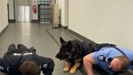 Kada vidite kako ovaj policijski pas radi sklekove, poželećete da počnete odmah sa vežbama