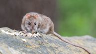 Kriza sa korona virusom promenila navike pacova: Počeli da jedu jedni druge, naučnici zapanjeni
