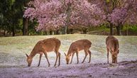 Korona virus u SAD prešao sa ljudi na jelene: Zarazilo se 40 odsto divljih