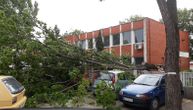 Nevreme u Nišu: Palo drvo od siline vetra, skršilo sedam vozila