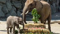 Slon pušten iz zoološkog vrta nakon višegodišnjih apela Šer