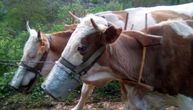 Ovde i krave nose "maske": Neobičan prizor iz "Kamenog sela" kraj Pirota
