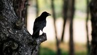 Zimski popis ptica na Vlasinskom jezeru: Prebrojano više od 3.000 različitih vrsta