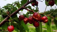 Nevreme pokosilo srpsku Toskanu: Rod trešnje potpuno desetkovan
