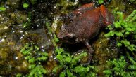 Nađena nova vrsta žabe: Duga je svega centimetar i preti joj izumiranje
