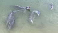Predivan prizor kod Lisabona: Delfini zagospodarili morem i izveli svoj veličanstveni ples