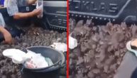 Još jedan užasan snimak sa kineske pijace: Guraju ruke u prikolicu punu žaba i ubacaju ih u kese