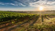 Kao u filmu "Šetnja među oblacima": Kako se vinogradari u Burgundiji bore protiv mraza