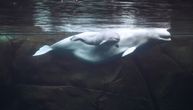 Rađanje belog kita i lepota novog života: Bebica teška 174 kilograma, majka uživa sa prinovom