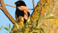 Rosy starling from India spotted in Sumadija region for the first time; it's a rare bird in Serbia