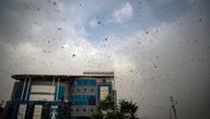 Najgora najezda skakavaca u Indiji u poslednjih 25 godina i to u jeku epidemije korona virusa