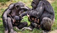 Odsustvo posetilaca u zoo vrtu podstaklo bebi bum: Među novim stanovnicima jeleni, majmuni, lame