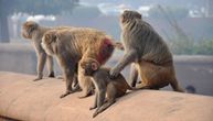 Haos na Medicinskom fakultetu: Majmuni napali čoveka i oteli uzorke krvi zaraženih korona virusom