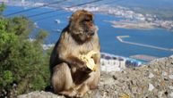 Gibraltar zabranio turistima da dodiruju makakije, mogli bi da se zaraze koronom